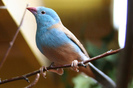 Uraeginthus cyanocephala - Cordon Bleu