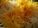 Fall Colors on Chrysanths (2012, Nov.18)