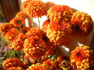 Fall Colors on Chrysanths (2012, Nov.18)