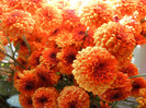 Fall Colors on Chrysanths (2012, Nov.18)