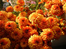 Fall Colors on Chrysanths (2012, Nov.18)