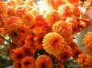 Fall Colors on Chrysanths (2012, Nov.18)