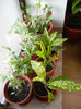 House Plants (2012, November 18)