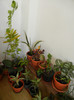 House Plants (2012, November 18)