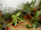 House Plants (2012, November 18)
