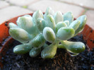 Sedum Blue Carpet (2012, Nov.03)