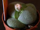LITHOPS