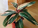 Calathea Stromanthe