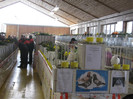 expozitie de porumbei-gaini -iepuri