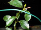 dipladenia de la stefania