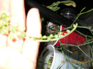 eu sunt senecio