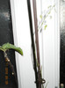 pasiflora de la D.