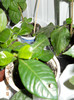 camelia