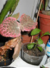 plumbago si episcia
