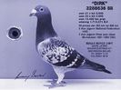 andre lietaer pigeons