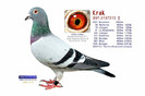 andre lietaer pigeons