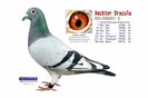 andre lietaer pigeons