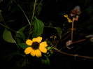 DSCN2099