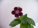 Pendulina
