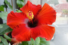 hibiscus Spanish Lady