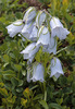 Campanula_alpina