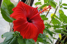 hibiscus Paris