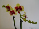 DSCN0130