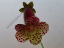Kohleria Ingrid  (ni)