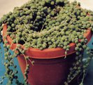 senecio_rowleyanus