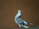 SAM_0312