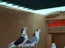 SAM_0315