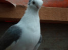 SAM_0317