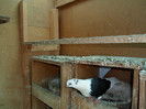 SAM_0323