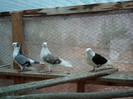SAM_0328