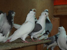 SAM_0329