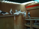 SAM_0333