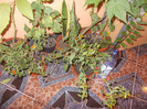 DSCN4857_378
