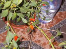 DSCN4858_379