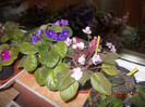 DSCN4862_383