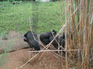 zoo 074
