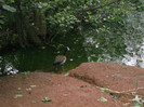 zoo 077