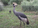 zoo 081