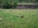 zoo 086