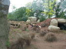 zoo 095