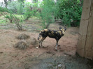 zoo 096