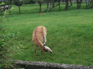 zoo 098