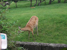 zoo 099
