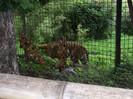 zoo 2 004