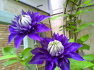 clematita Marina