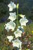 campanula alba-mariana